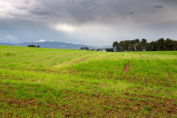 Green field with cloudy sky — Stock Photo, Image