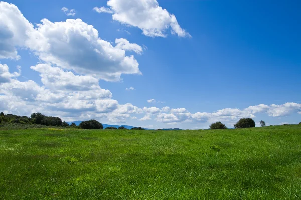 Zelené pole s modrou oblohou — Stock fotografie