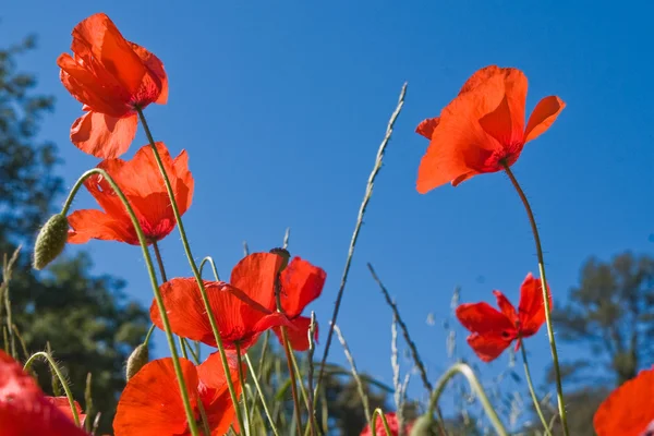 Fleurs de pavot rouge contre ciel bleu — Photo