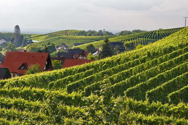 Виноградники в чорному лісі, Німеччина — стокове фото