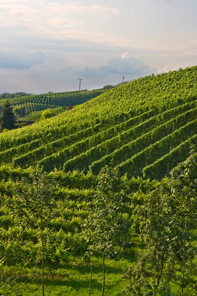 Виноградники в Шварцвальде — стоковое фото
