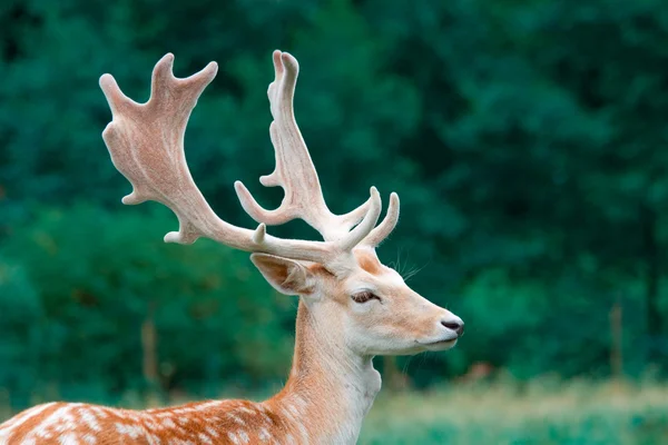 小鹿在荒野，黑森林，德国 — 图库照片