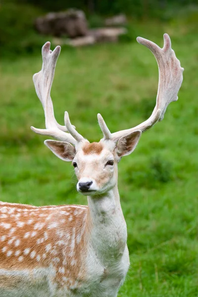 小鹿在荒野，黑森林，德国 — 图库照片