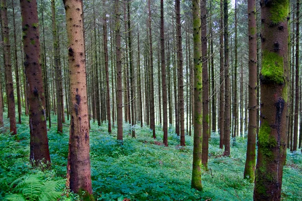 stock image Deep forest in the Black Forest, Germany