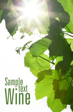 Green wine leaves clipart