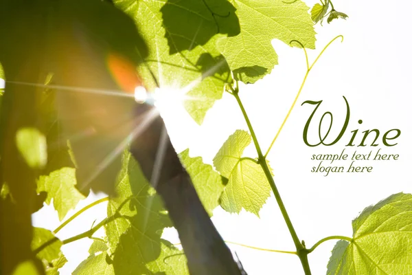 Groene wijn bladeren — Stockfoto