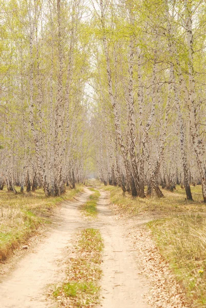 Forêt de bouleaux — Photo