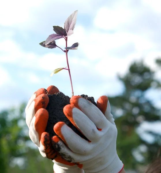 Planta em umas mãos — Fotografia de Stock