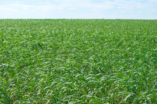 stock image Wheat field