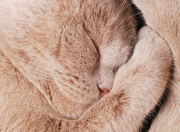 Slaperige kat — Stockfoto