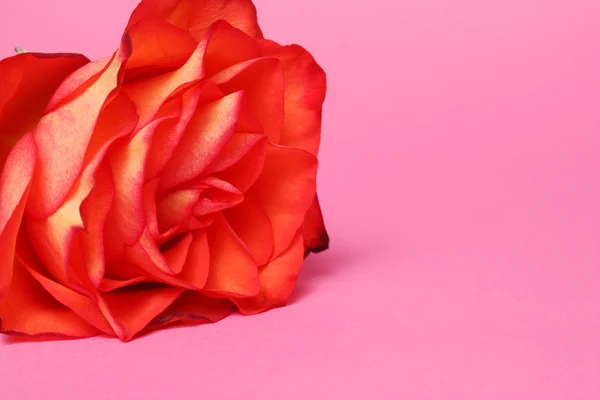 Różowy — Zdjęcie stockowe
