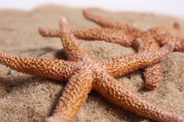 starfishes