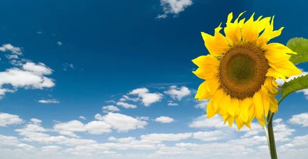 Bright sunflower — Stock Photo, Image