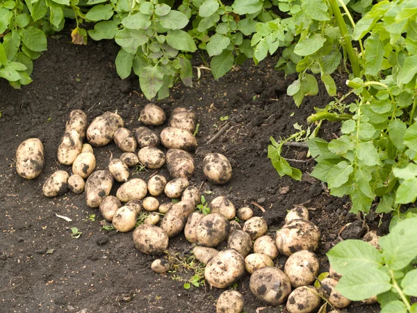 Patatas frescas — Foto de Stock