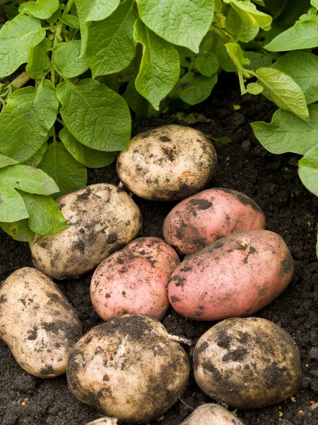 Čerstvě brambory — Stock fotografie