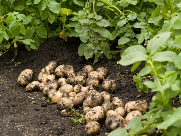 Freshly potatoes — Stock Photo, Image