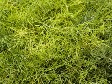 Dill2