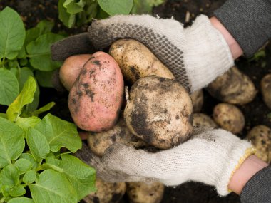 taze patates