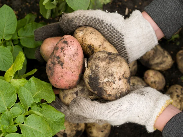 Čerstvě brambory — Stock fotografie