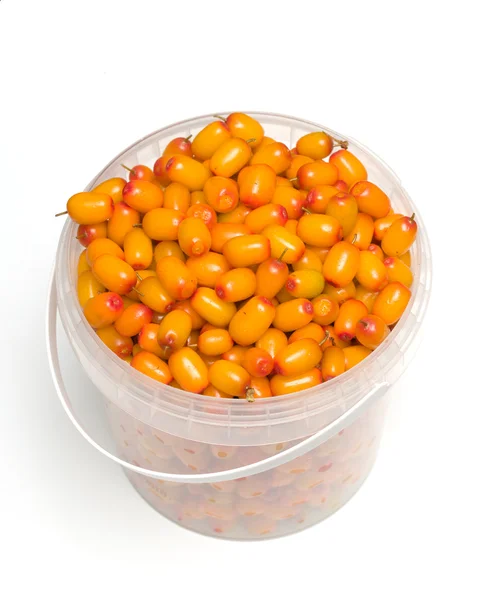 stock image Sea buckthorn2