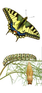 Close up of swallowtail clipart