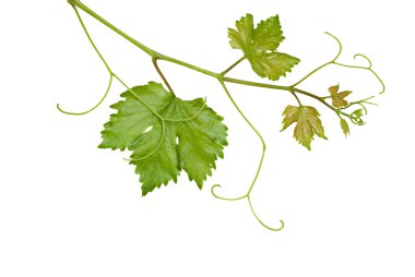 Grapevine isolated on white background clipart