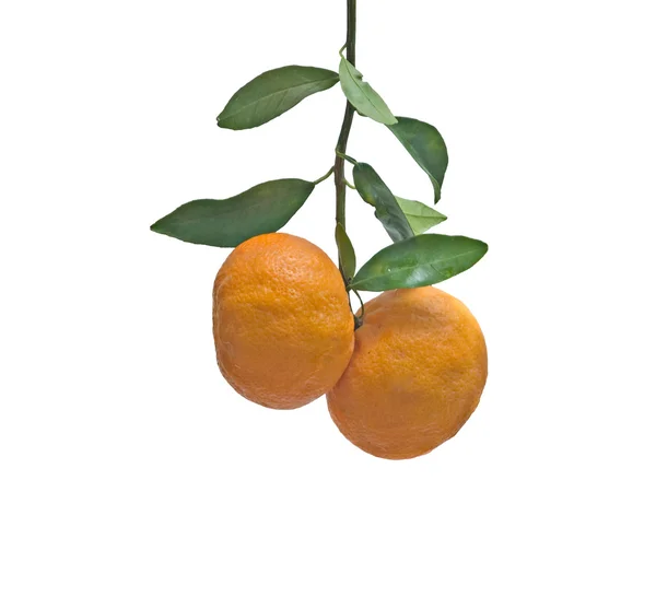 Tangerine isolerad på vit bakgrund — Stockfoto