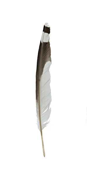 Primer plano de la pluma aislada sobre fondo blanco —  Fotos de Stock