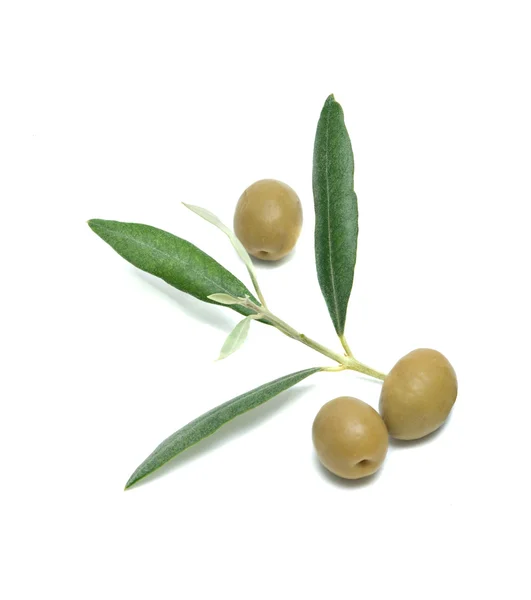 Fruits d'olive et rameaux — Photo