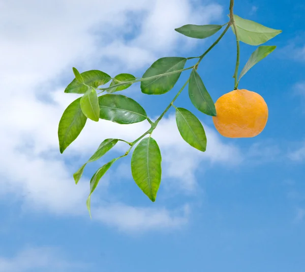 Mandarino su sfondo cielo — Foto Stock
