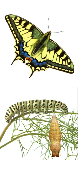 Κοντινό πλάνο swallowtail — Φωτογραφία Αρχείου