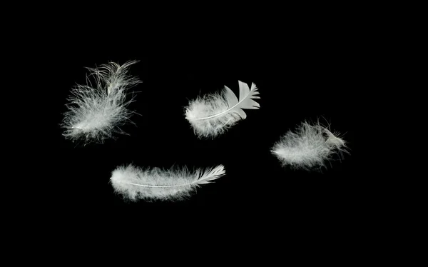 Закрыть белые перья — стоковое фото