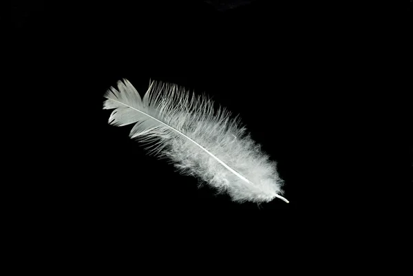 Primer plano de pluma blanca — Foto de Stock