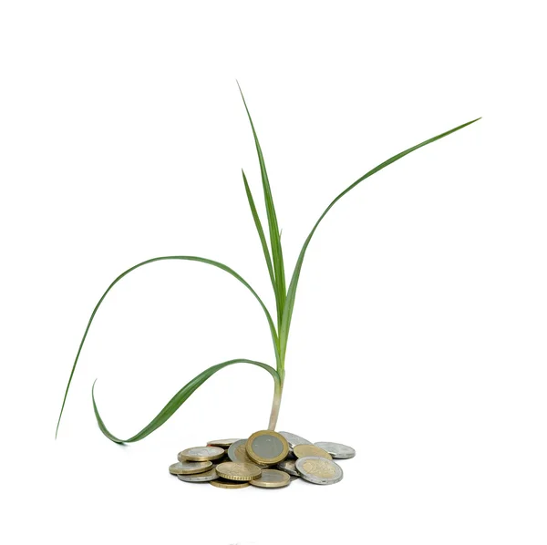 Sedge growing from pile of coins — Stock Photo, Image