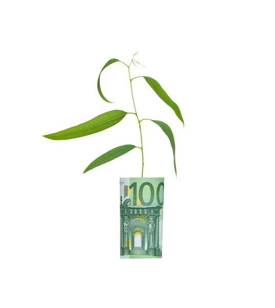 Eucalyptus groeiende van euro bill — Stok fotoğraf
