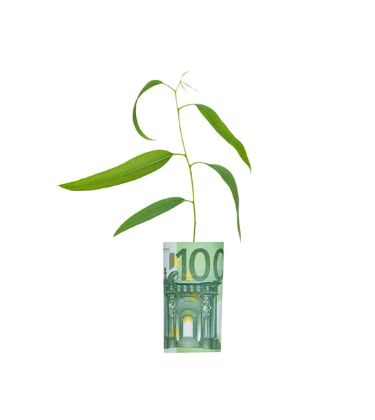 stock image Eucalyptus growing from euro bill