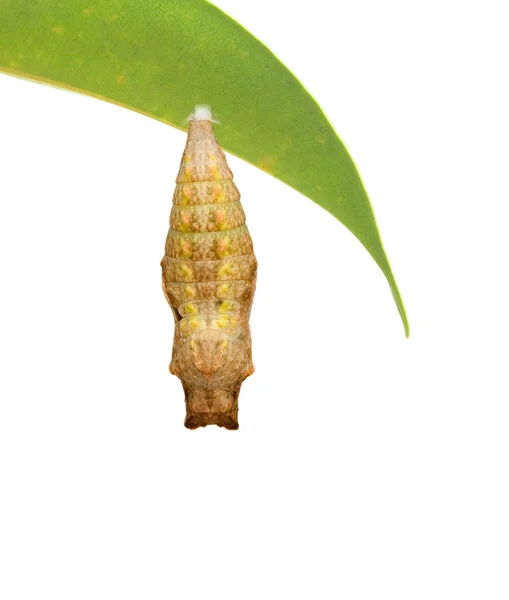 Close up of pupae of swallowtail — Stock Photo, Image