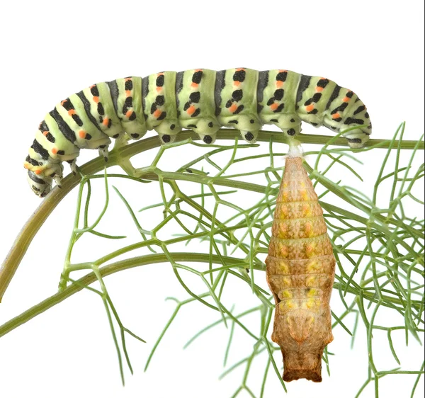 Κοντινό πλάνο της caterpillar και νύμφες — Φωτογραφία Αρχείου