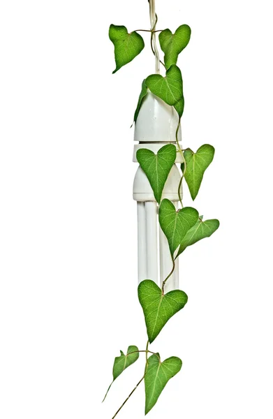 Енергозберігаюча лампа з зеленою рослиною — стокове фото