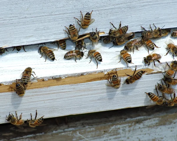 Abejas de miel regresando a la colmena — Foto de Stock