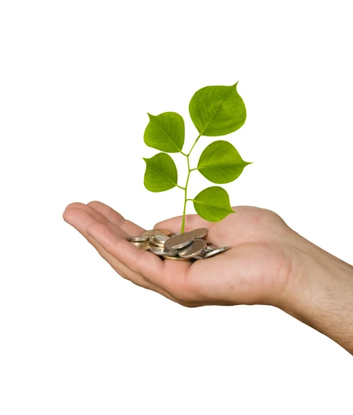 Hand with tree growing from pile of coins — Stock Photo, Image