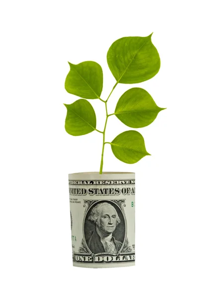 Árvore crescendo a partir de nota de dólar — Fotografia de Stock