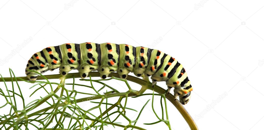 Close up of caterpillar of swallowtail