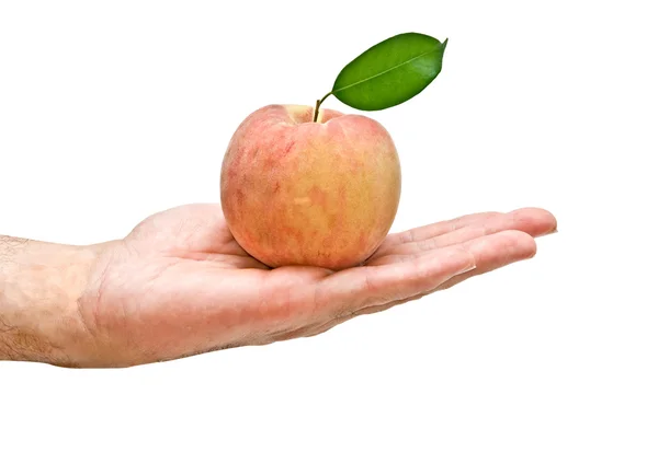 Peach in hand as a gift — Stock Photo, Image