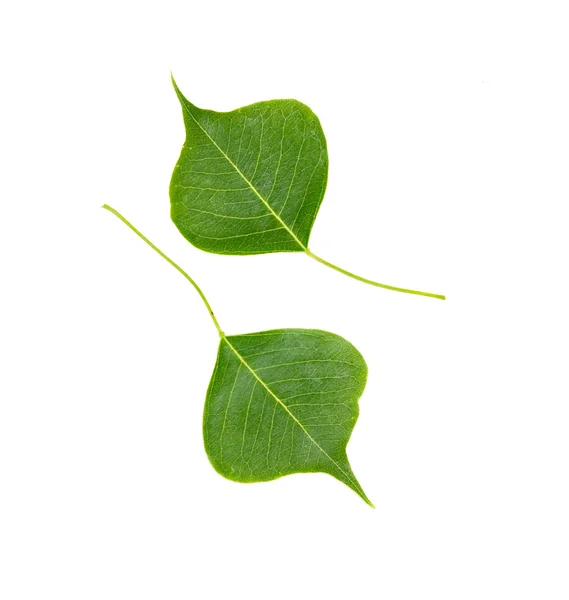 Due foglie — Foto Stock