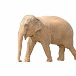 Isolated Asian Elephant — Stock Photo © Christian #2605445