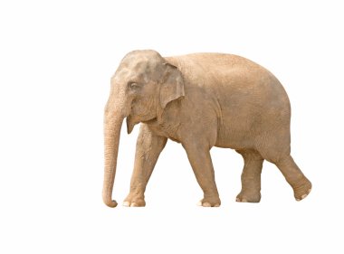 Female asian elephant clipart
