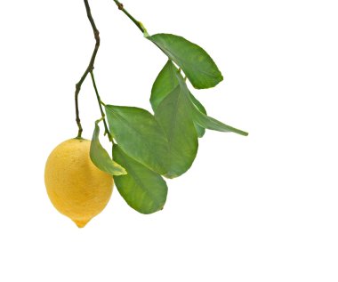 Lemon on branch isolated on white background clipart