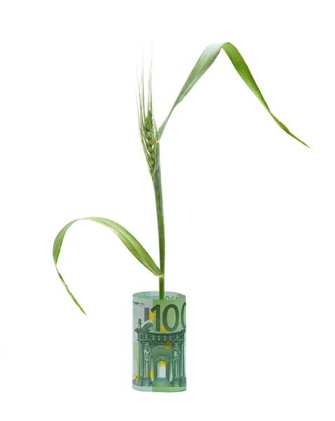 Wheat growing from folded euro — Stock Photo, Image