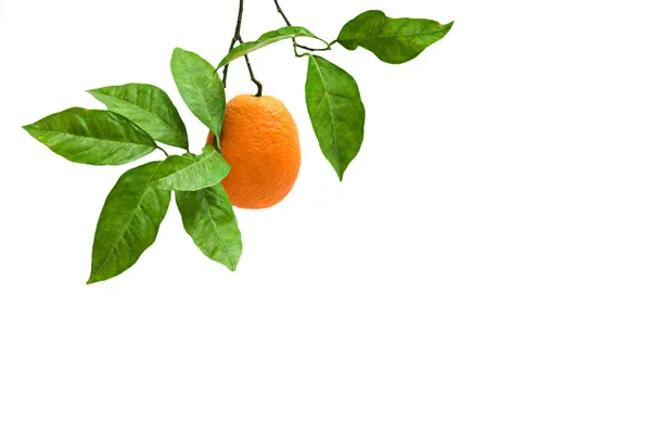 Πορτοκαλί στο υποκατάστημα που απομονώνονται σε λευκό φόντο — Φωτογραφία Αρχείου
